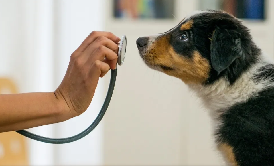 GUARAPARI TEM VAGAS PARA ATENDIMENTO VETERINÁRIO GRATUITO